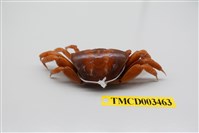 藏品(北方丑招潮蟹)的圖片